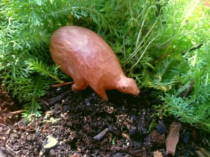 shaakR20200522_125034