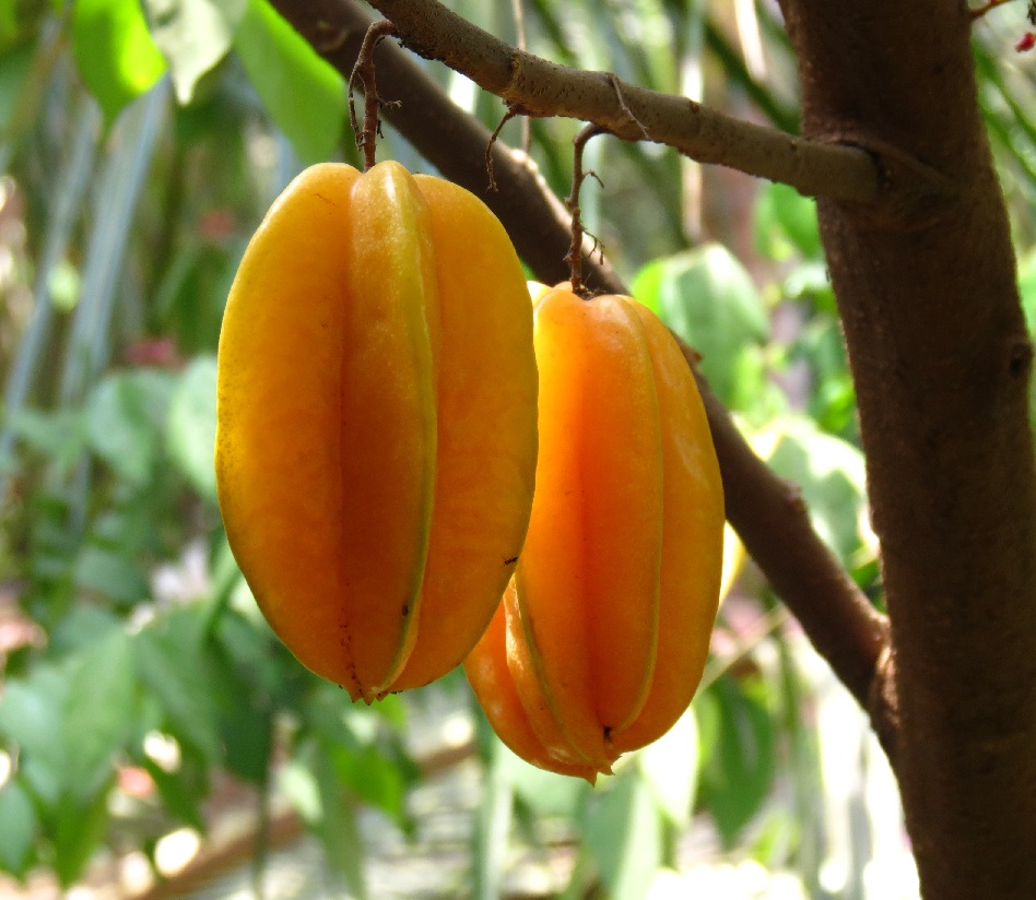 carambola.jpg